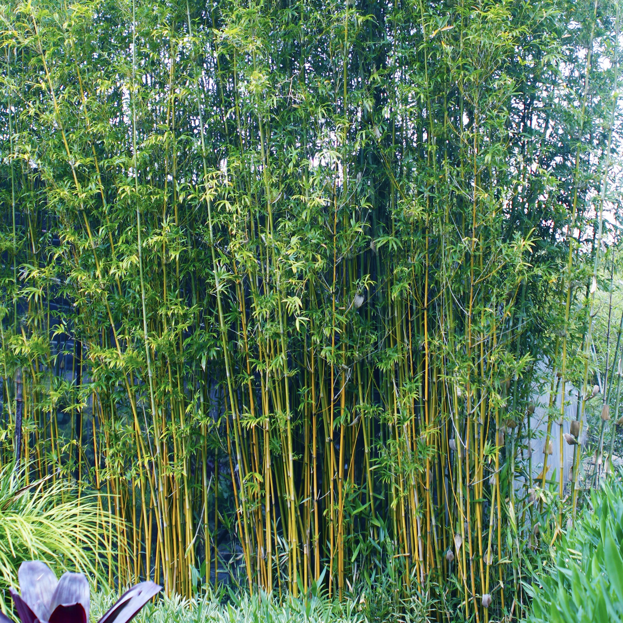 Goldstripe Bamboo (Bambusa Multiplex Goldstripe) — ByronBayBamboo